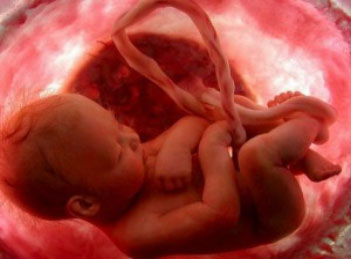 Il Sangue Di Cordone Ombelicale Banca Del Sangue Di Cordone Di Padova